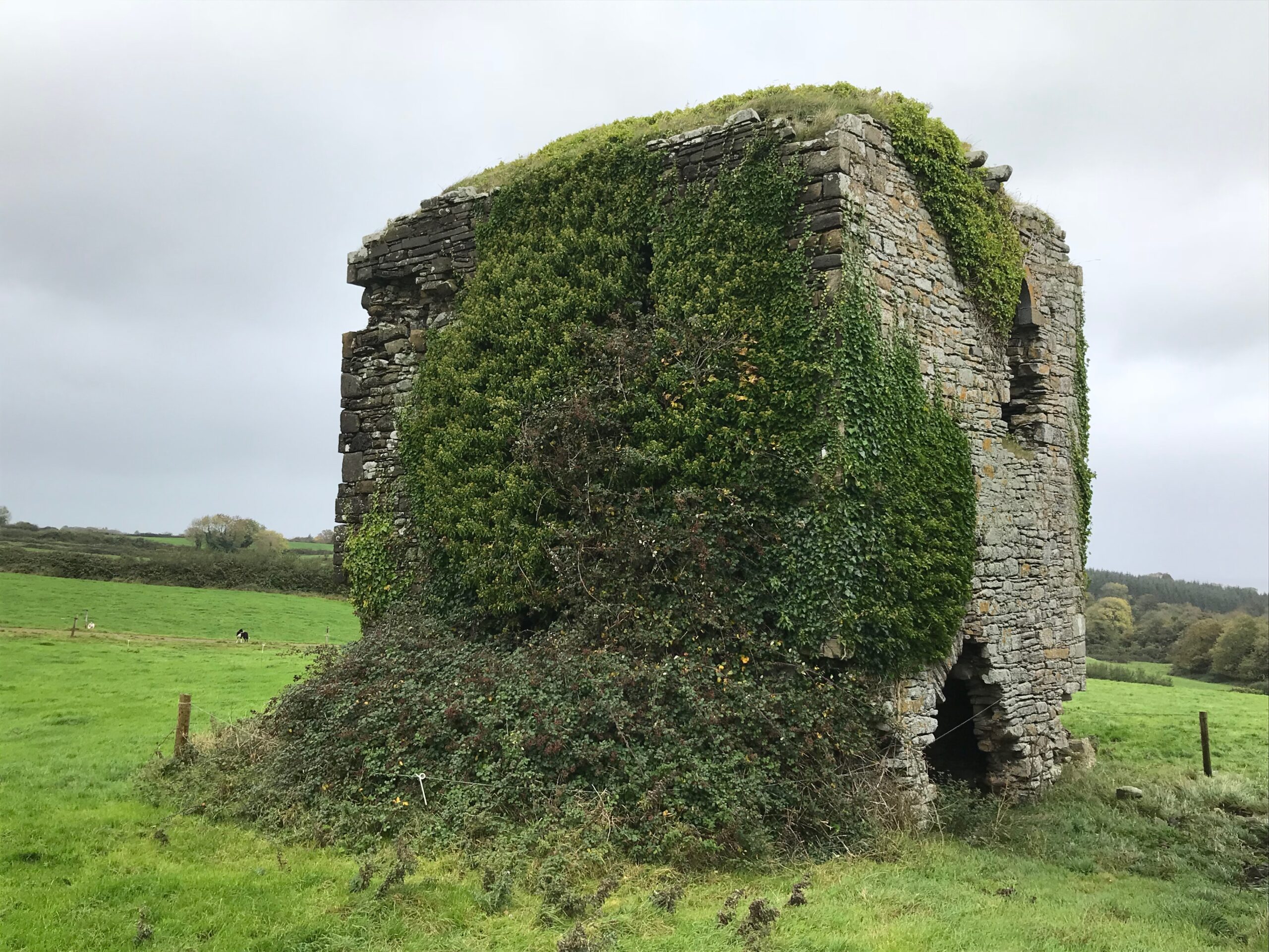 Ivy-clad late-medieval tower at Grangemore, Templeboy parish, Co. Sligo