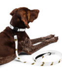 Pet Collar Leash White l Front 6a090fcf44f49.Jpg